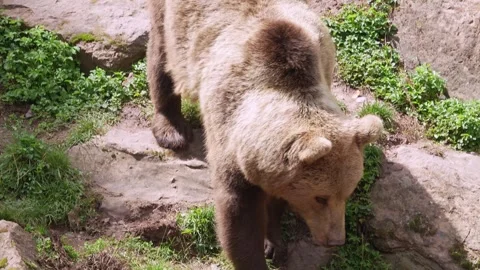 Close up of a brown bear on a meadow Stockbeeldmateriaal 344376521