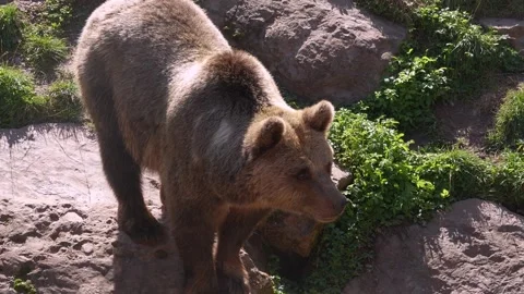 Close up of a brown bear on  a meadow Stock Footage 344377244