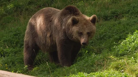 Close up of a brown bear on a meadow Vídeo Stock 344380234