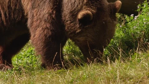 Close up of a brown bear on a meadow 動画素材 344380298