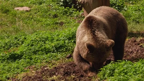 Close up of a brown bear on a meadow Vídeo Stock 344380428
