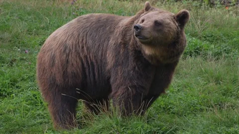 Close up of a brown bear on a meadow Vídeo Stock 344380805