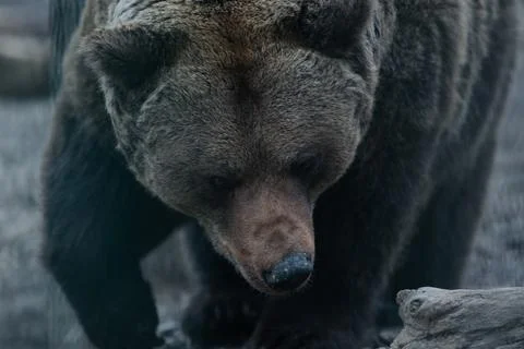 Close Up Brown Bear Portrait Stock Photos
