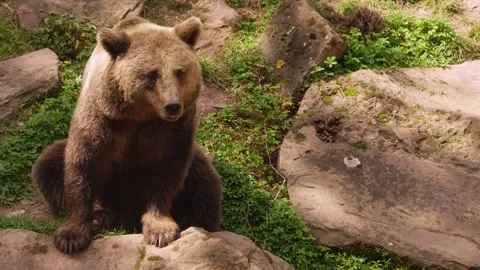 Close up of a brown bear resting Stock-Footage 344376341