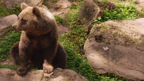 Close up of a brown bear resting Vídeo Stock 344376620
