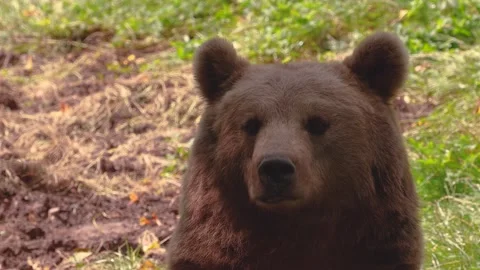 Close up of a brown bear resting Видео 344380567