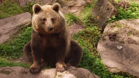 Close up of a brown bear resting Vídeo Stock 344380641