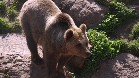 Close up of a brown bear resting Видео 344381969