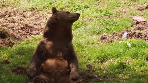 Close up of a brown bear resting Vídeos de archivo 344413772