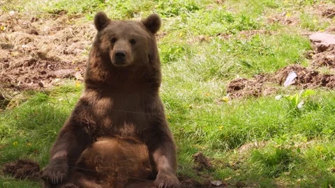 Close up of a brown bear resting Видео 344413923
