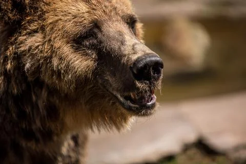 A close up of a brown bear s face with its mouth open Stock Photos