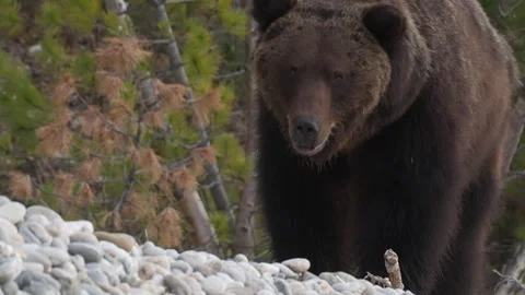 Close up of brown bear strolls along the rocky shore and looks at the camera Stock Footage 309607879