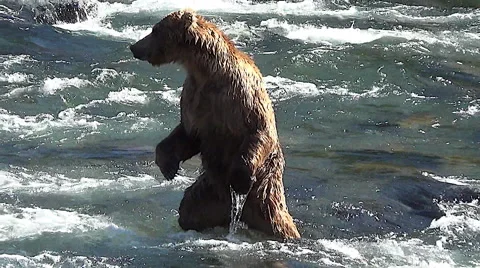 Close Brown Bear in Sun Stands Up on Hind Legs Then Walks Off Screen Stock Footage 50910654