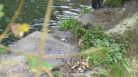 Close-up of brown bear (Ursus arctos) paws walking Stock Footage 43812641
