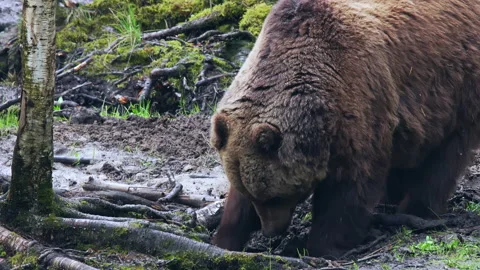 Close-up of a brown bear Ursus arctos. The brown bear digs the ground. Stock Footage 232785553