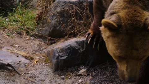 Close up of brown bear walking Stock Footage 253554269