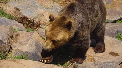 Close up of brown bear walking Stock Footage 255013140