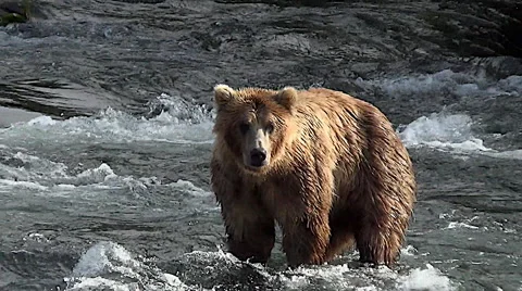 Close Brown Bear in Water Looking Towards the Camera &amp; Makes Eye Contact Stock Footage 50777718