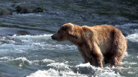 Close Brown Bear in Water Turns Head &amp; Yawns Stock Footage 50767632
