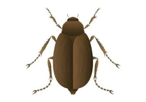 Close-up of a brown beetle on a white background Stock Illustration