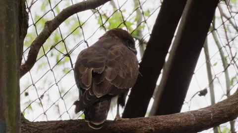 Close up of a brown bird of prey resting on a tree branch inside a natural Stock Footage 336852833