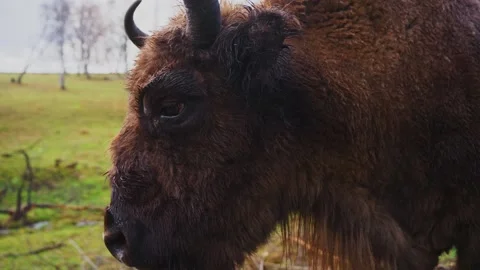 Close-up of a brown bison in a grassy field during autumn afternoon 스톡 동영상 288923989