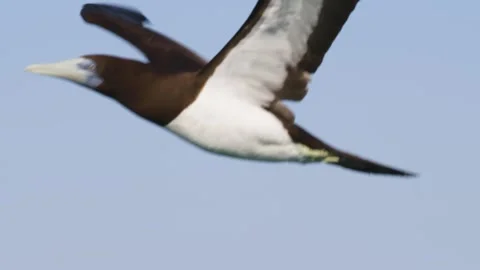 Close-up Brown Booby Bird Flying Stock Footage 302133830
