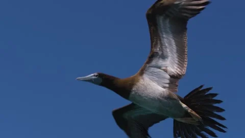 Close-up Brown Booby Bird Flying overhead Stock Footage 302133886