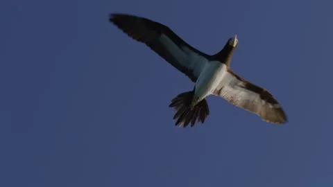 Close-up Brown Booby Bird Flying overhead Stock Footage 302133894
