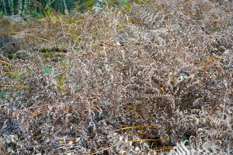 Close up of brown bracken in the winter Stockfoto's