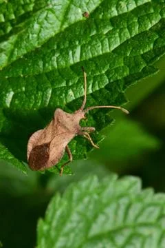Close-up of brown bug Anoplocerus elevates on green fluffy nettle leaf Stock Photos