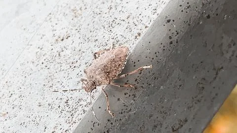 Close Up of a Brown Bug on Metal Surface 스톡 사진