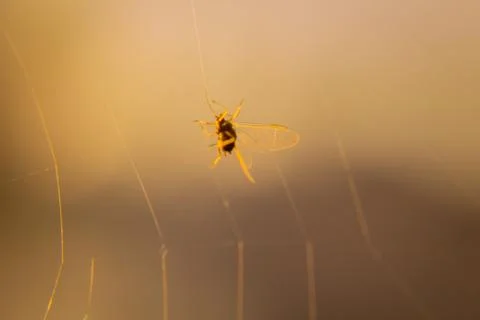 Close up of a brown bug with translucent wings stuck on a spider web Stock Photos