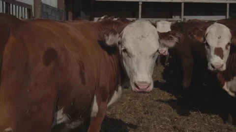Close-up of a brown bull standing in a paddock. Bull wagging its tail Stock Footage 253977023