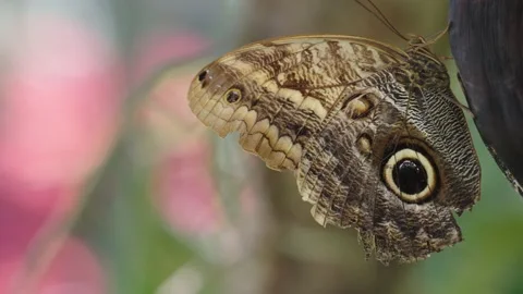 Close up brown butterfly It has unusual but beautiful pattern. perched on tree Vídeo Stock 222909739