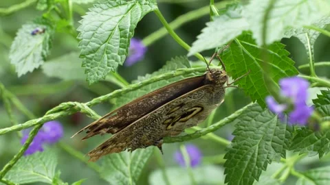 Close up of an brown butterfly sitting Stock Footage 251759117