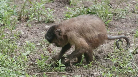 Close up of a brown capuchin monkey foraging for food. 4K locked tripod Stock Footage 156431509