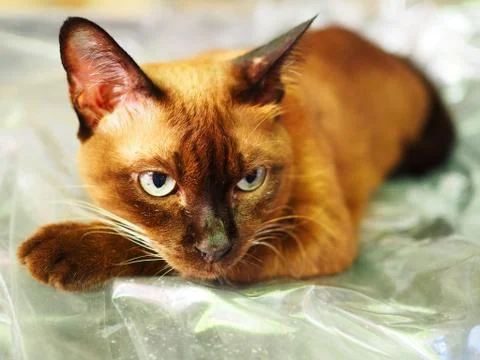 Close up brown cat face, sleeping on crease plastic cover 库存照片