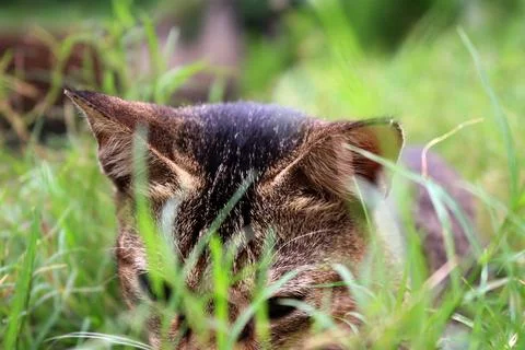 Close up of a brown cat 스톡 사진