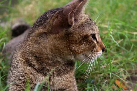 Close up of a brown cat Stock Photos
