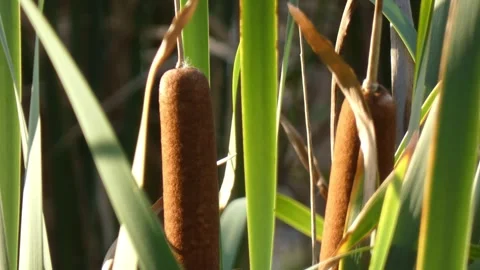 Close up of brown cattail heads with leaf shadows in sunlight Vídeos de archivo 336912784