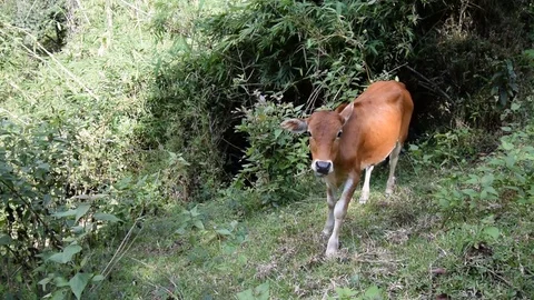Close up brown cattle grazing grass. Stock Footage 81706799