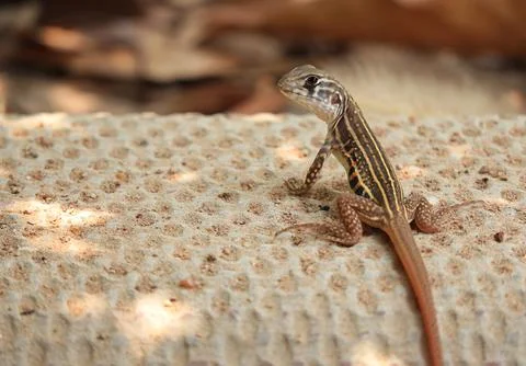 Close up of Brown chameleon lizard standing on sands.  Stock Photos