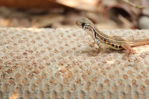 Close up of Brown chameleon lizard standing on sands.  Stock Photos