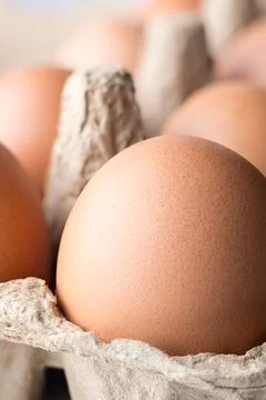 Close-up of brown chicken egg Stock Photos