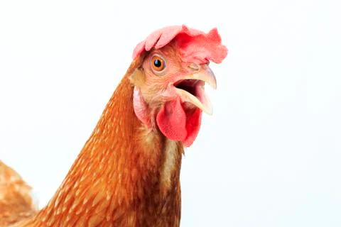 Close up of brown chicken head isolate white background Stock-Fotos