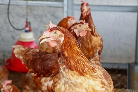 Close-up of a brown chicken's head with sharp details on its eye, beak, and.. Stock Photos