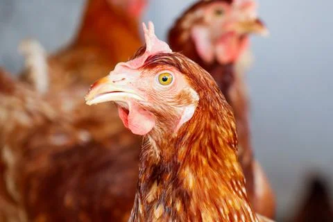 Close-up of a brown chicken's head with sharp details on its eye, beak, and.. Stock Photos