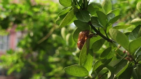 Close-up of Brown Cicada Shell Hanging on Green Leafy Branch 库存影片 340469897