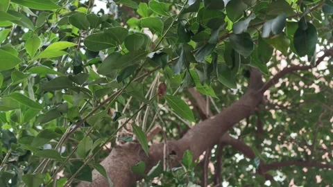 Close-up of Brown Cicada Shell Hanging from Green Leafy Tree Branch 스톡 동영상 340470256